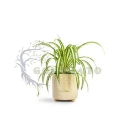 Spider Plant in Connecticut